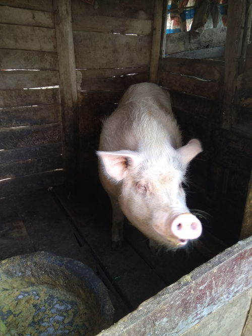 美子在养猪场当种猪