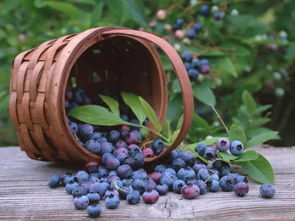 阿里山蓝莓爆珠