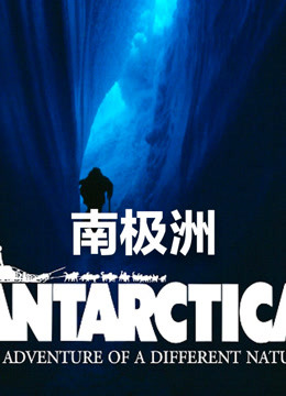 南极水母