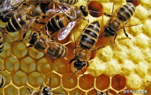 如何用蜂蜜美容